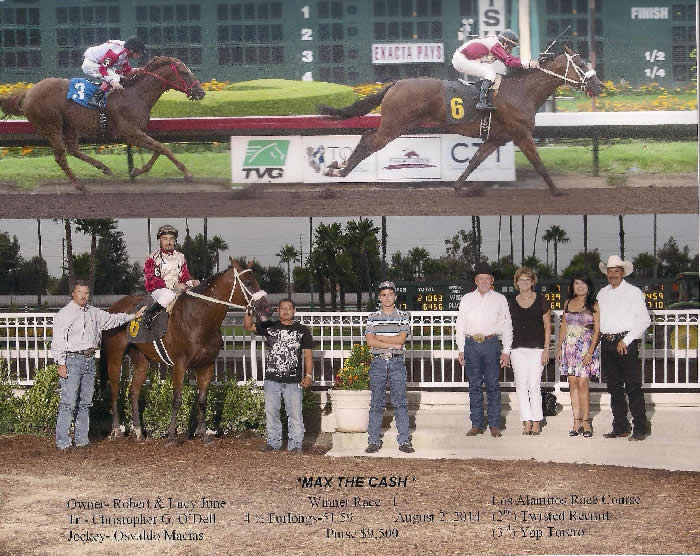 Custom Equine Design